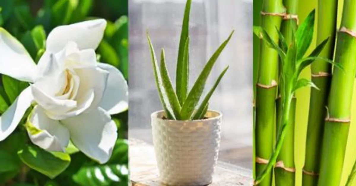 piante per adornare la camera da letto