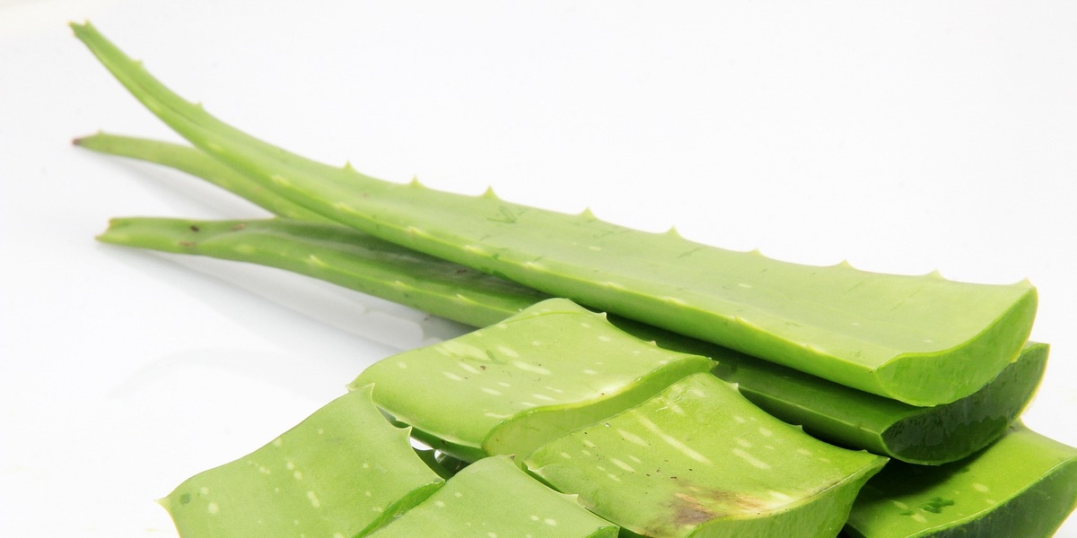 aloe vera