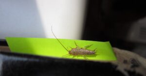 Problemi di pesciolini d’argento? Bastano le bucce di questo frutto