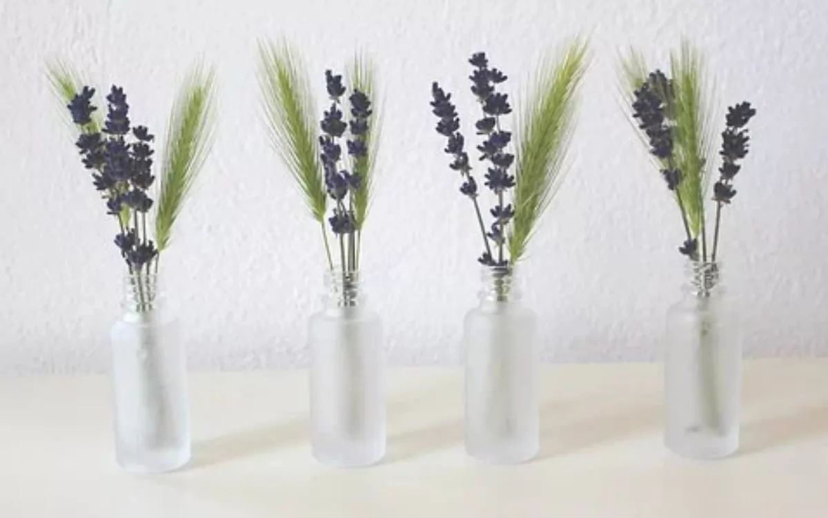 lavanda