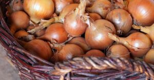Come conservare le cipolle per mantenerle fresche e genuine