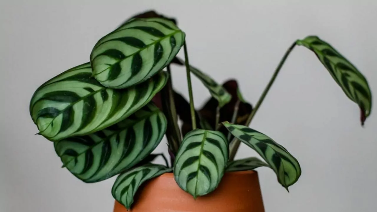 foglie di maranta leuconera in un vaso