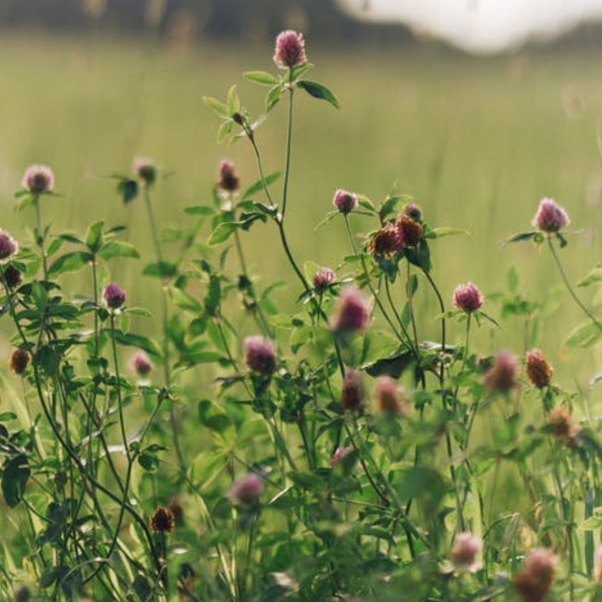 campo di cardo mariano