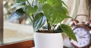 Con la pianta di betel purifichi l’aria e non solo: tutti i benefici