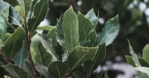 La pianta aromatica per allontanare i topi dal proprio giardino