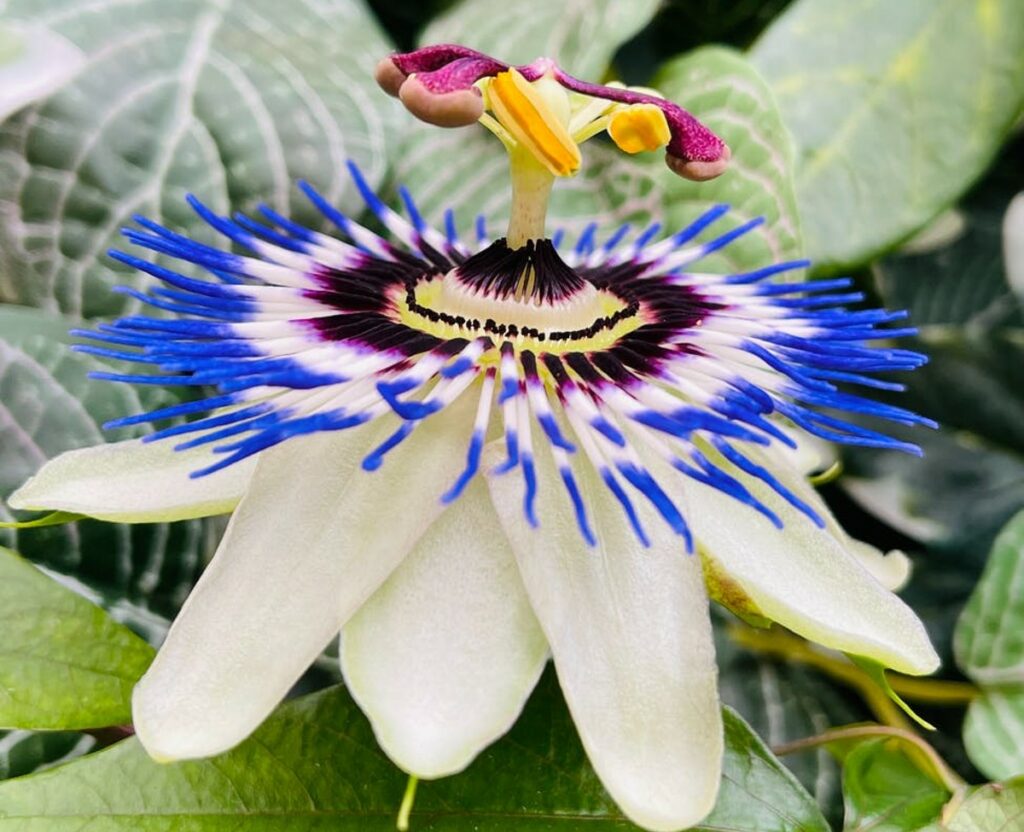 Passiflora contro l'insonnia
