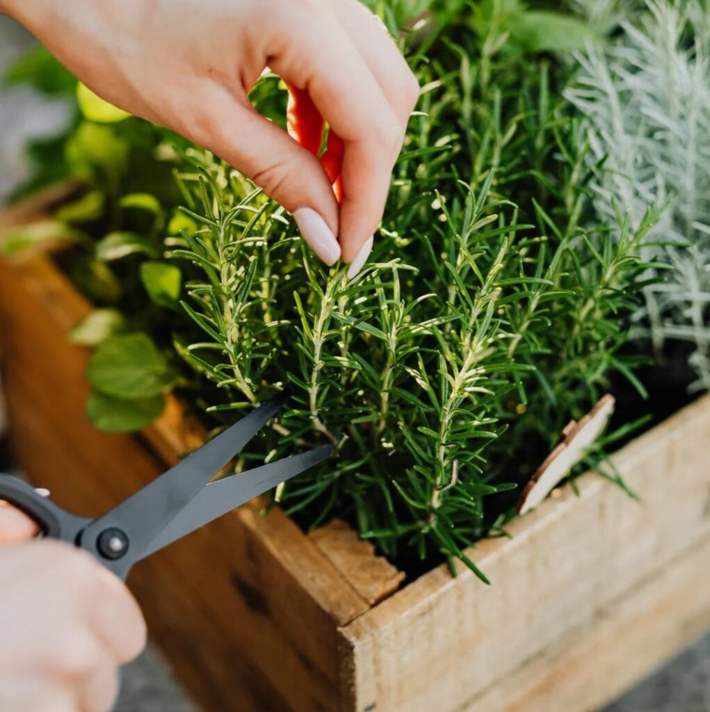 Come preparare lo shampoo al rosmarino