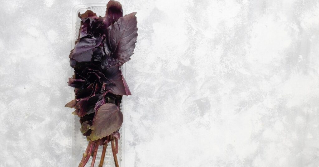 Coltivare il basilico rosso