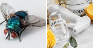 Mosche in casa? Come allontanarle con 5 rimedi casalinghi