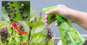 Afidi sulle piante: come sbarazzarsene in poche e semplice mosse