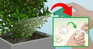 Non gettare le bucce dell’aglio! A cosa ti possono servire