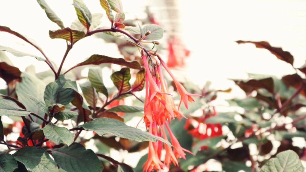 fiore di caprifoglio