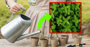 Le foglie della tua menta non appassiranno più se provi questo trucco: sono stati i giardinieri a rivelarlo!