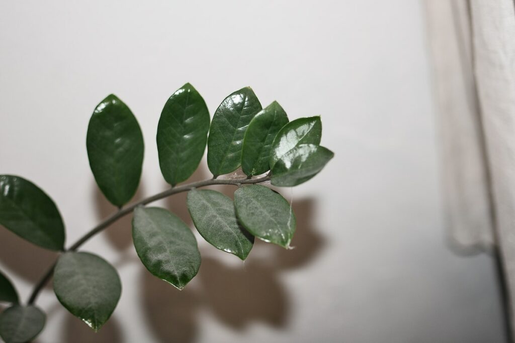 Primo piano pianta di Padre Pio