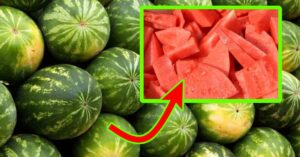 Per riconoscere l’anguria migliore devi “seguire le linee”: il trucco dei fruttivendoli che nessuno conosce