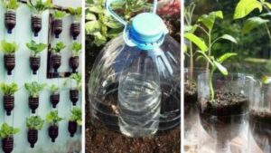 Come annaffiare le piante se non sei a casa: il metodo del vaso autoregolante