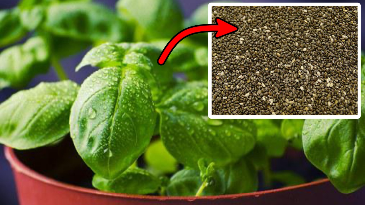 Benefici dei semi della vita