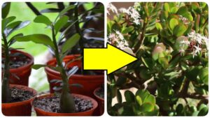 5 cose che devi sapere per non far morire il tuo albero di giada