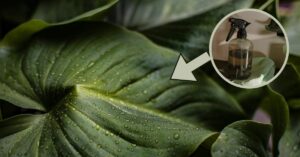 Come fare uno spray casalingo per far crescere le piante senza parassiti