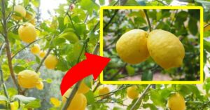 Basta una spruzzata di questo ingrediente e i limoni della vostra pianta saranno giganti!