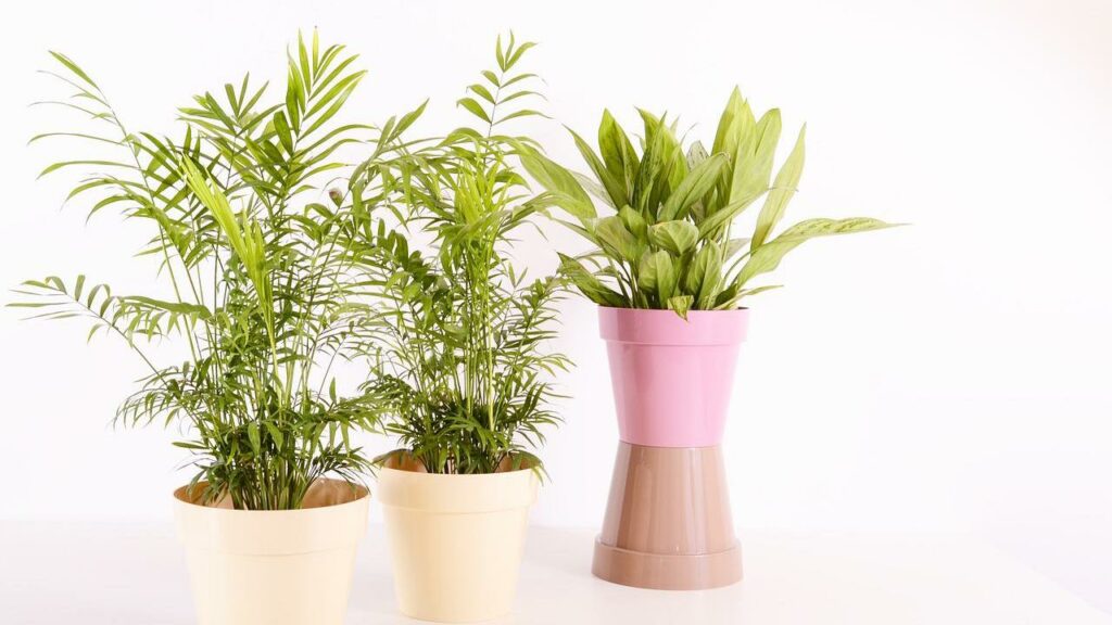 Piante d'appartamento