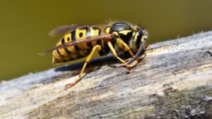 Cosa attira i calabroni sul tuo balcone e come allontanarli senza fargli del male