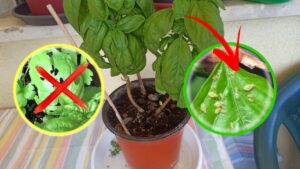 Basilico, basta foglie bucate e rovinate: l’ingrediente per eliminare gli insetti