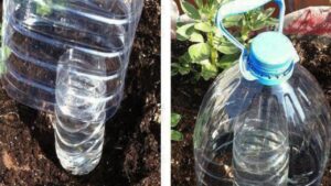Il metodo delle due bottiglie per annaffiare le piante mentre sei in vacanza