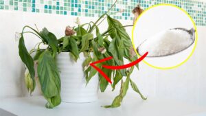 Metti un po’ di zucchero nell’orto e le tue piante ti ringrazieranno