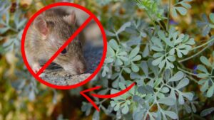 Le 3 piante che terranno lontani i topi dal tuo giardino: puoi dire addio a questi indesiderati ospiti
