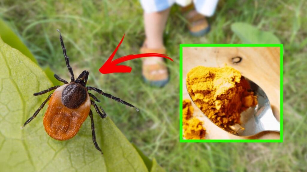 eliminare zecche dal giardino