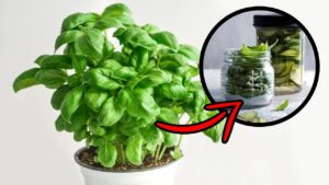 Il segreto per mantenere sempre fresche le foglie di basilico: si conserverà alla perfezione