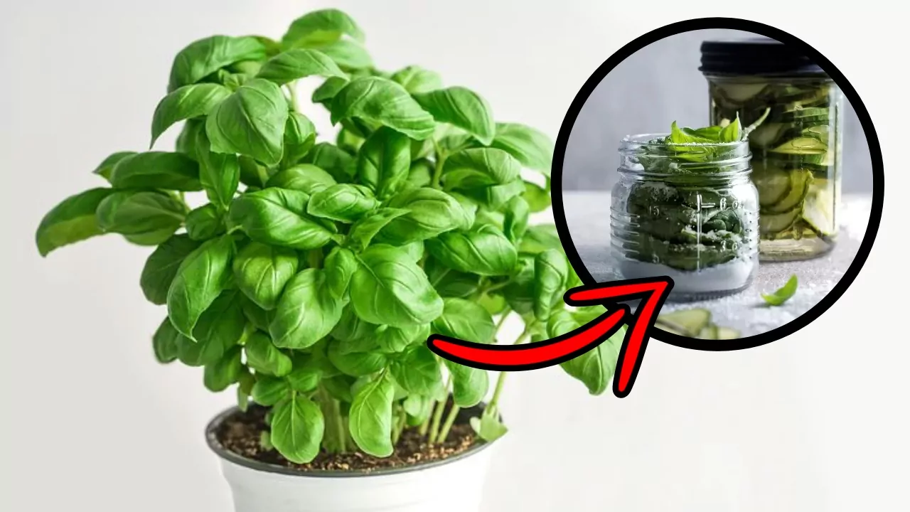 Conservare le foglie di basilico