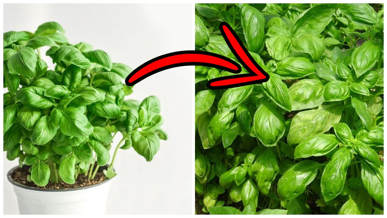 Coltivare la pianta di basilico