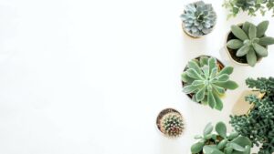 5 trucchi per fare del concime biologico per le tue piante