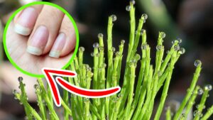 Come usare l’equiseto, la pianta benefica per unghie e capelli
