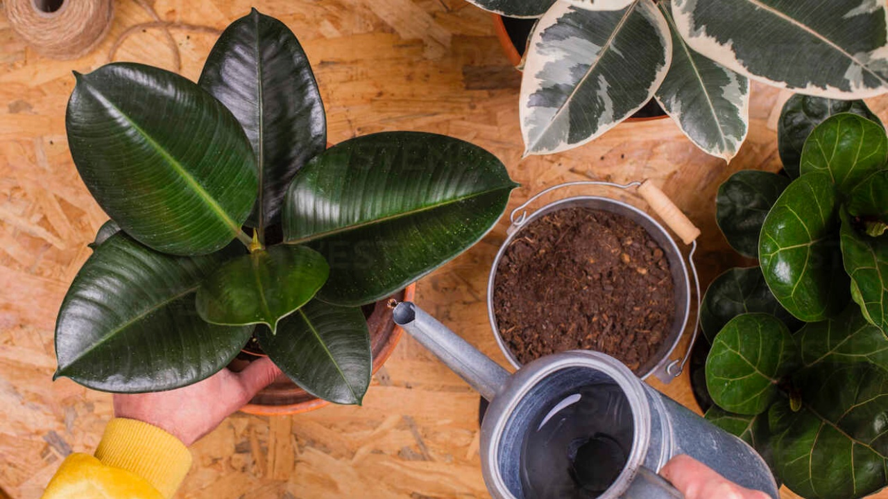 Coltivare la Ficus Robusta