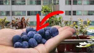 Il segreto per coltivare i mirtilli in casa: preparati ad averne un’infinità!