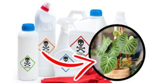 PIANTE ANTI-SMOG: le migliori da inserire nel tuo appartamento