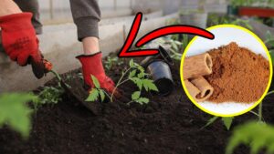 Come usare la cannella in giardino per liberarsi dei parassiti
