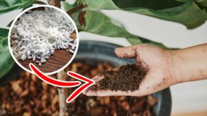 Come usare il riso per fertilizzare piante e fiori: i consigli dei giardinieri