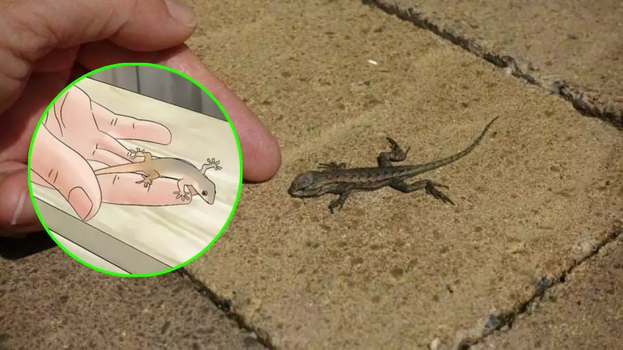 Come mandar via le lucertole da casa