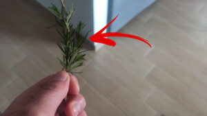 7 Modi in cui utilizzare il rosmarino