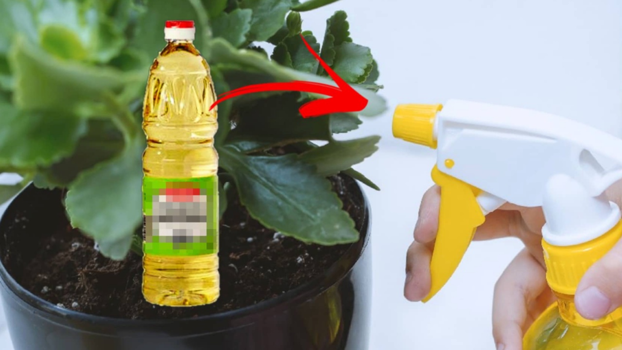 Usi dell'aceto nel giardino