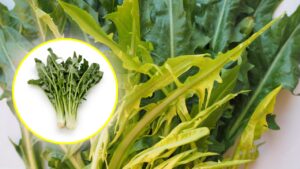 Le proprietà della catalogna, l’ortaggio utile a fegato e intestino