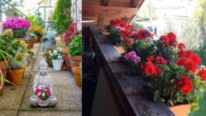 Rendi spettacolare il tuo balcone a settembre con queste piante