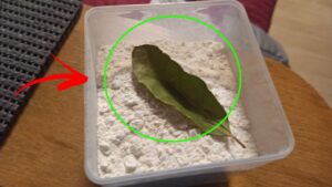 Le foglie di alloro mettile nella farina: non ci crederai ma…