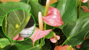 Come avere un Anturio sempre verde e rigoglioso