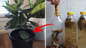 Acqua di banana per fertilizzare le piante: come prepararla ed usarla al meglio