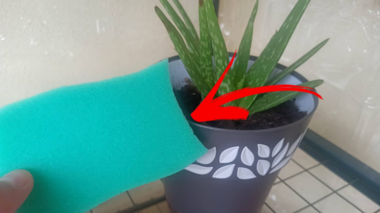 Usi della spugna per le piante